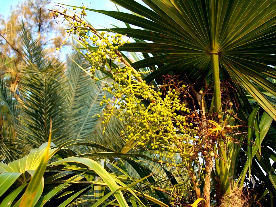New Thrinax radiata fruit - Tampa, Florida