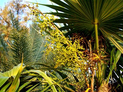 New Thrinax radiata fruit - Tampa, Florida