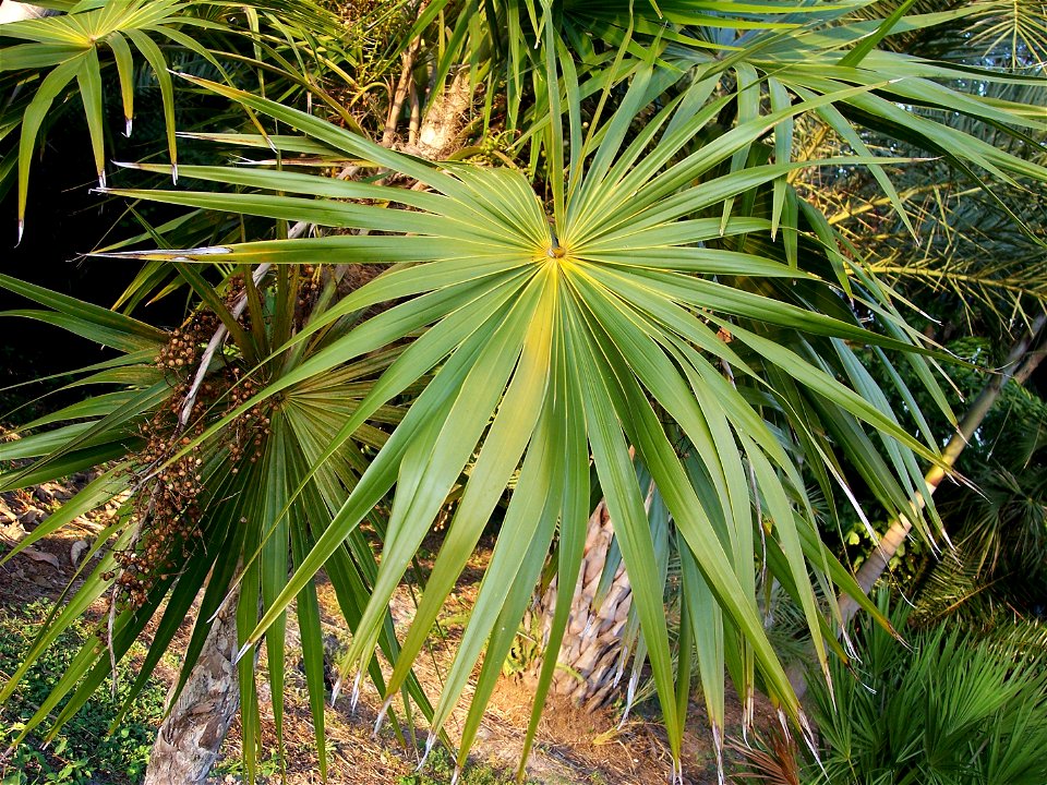 Thrinax radiata foliage Tampa, Florida