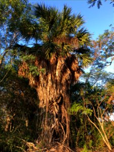 Mature Sabal mexicana" in natural state, unmaintained.