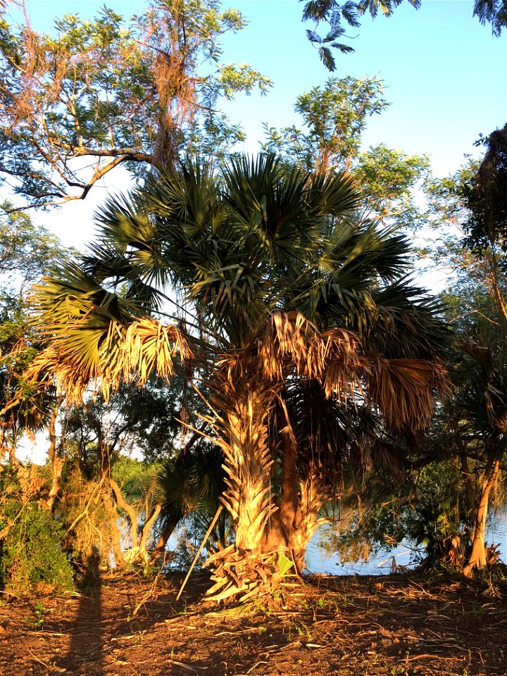 Juvenile Sabal mexicana, partially maintained state.