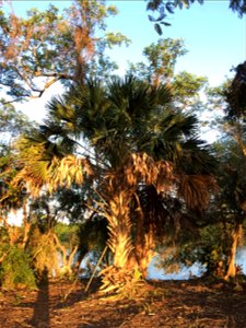 Juvenile Sabal mexicana, partially maintained state.