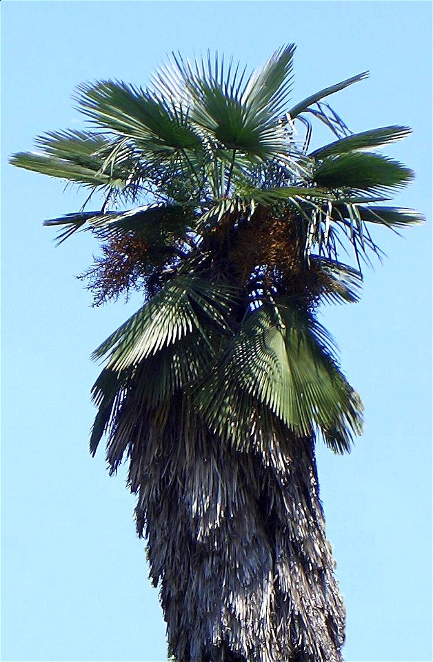 Aufnahme der Trachycarpus takil im Botanischen Garten von Rom.