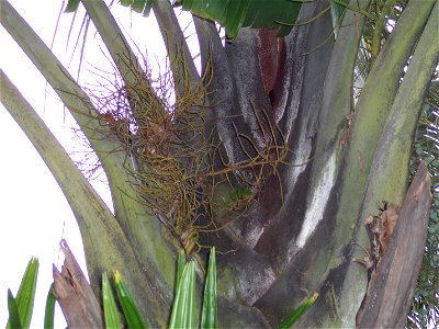 Triangle-forming leaf sheaths with emergent new inflorescenc