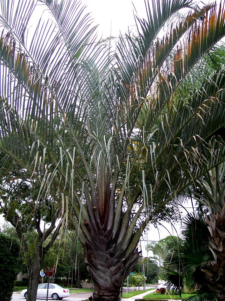 leaf crown of D. decaryi