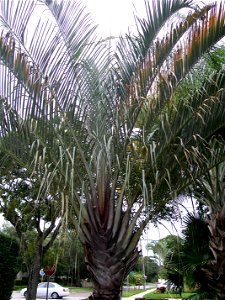 leaf crown of D. decaryi