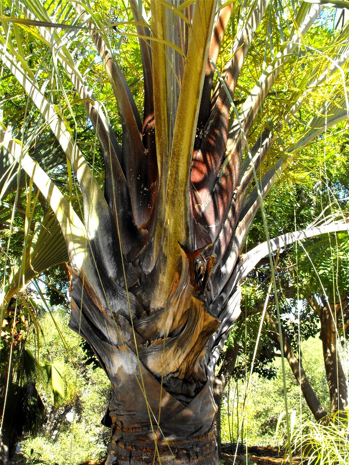 Neodypsis decaryi at the Palomar College Arboretum, San Marcos, California, USA. Identified by sign.