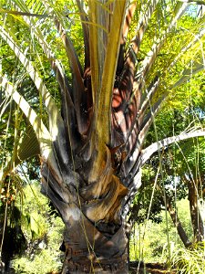 Neodypsis decaryi at the Palomar College Arboretum, San Marcos, California, USA. Identified by sign.