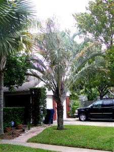 Cultivated triangle palm in yard in Tampa, FL