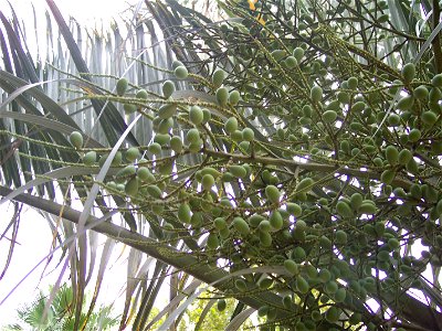 Ripening triangle palm fruit; Tampa, Fl.