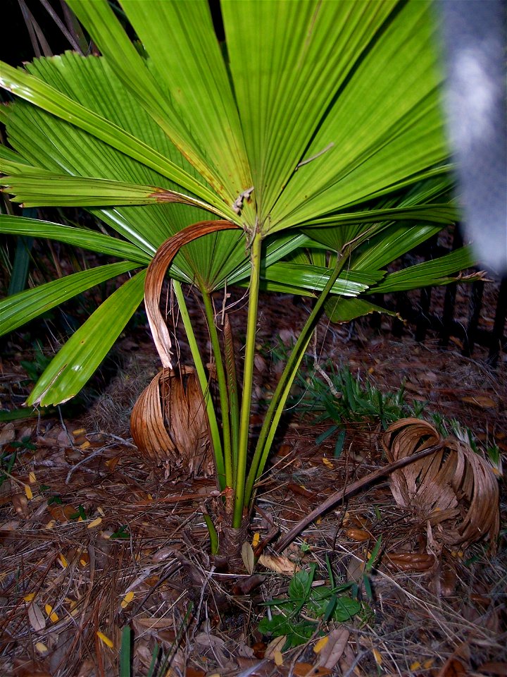 Licuala ramsayi Tampa, Florida