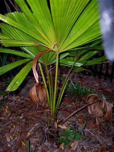Licuala ramsayi Tampa, Florida