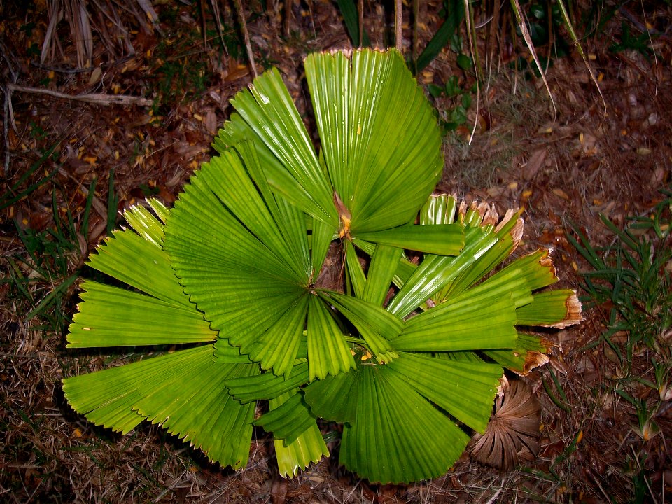 Licuala ramsayi Tampa, Florida
