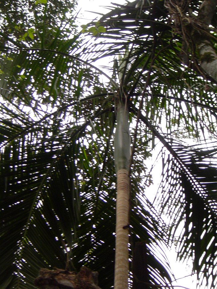 Palmera productora de palmito, Euterpe edulis.