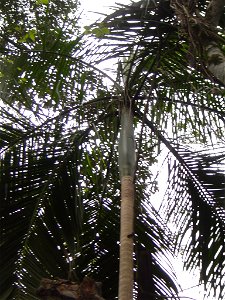 Palmera productora de palmito, Euterpe edulis.