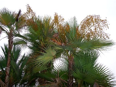 — Everglades palm, Silver saw palmetto; in fruit. 
In Tampa, Florida.
