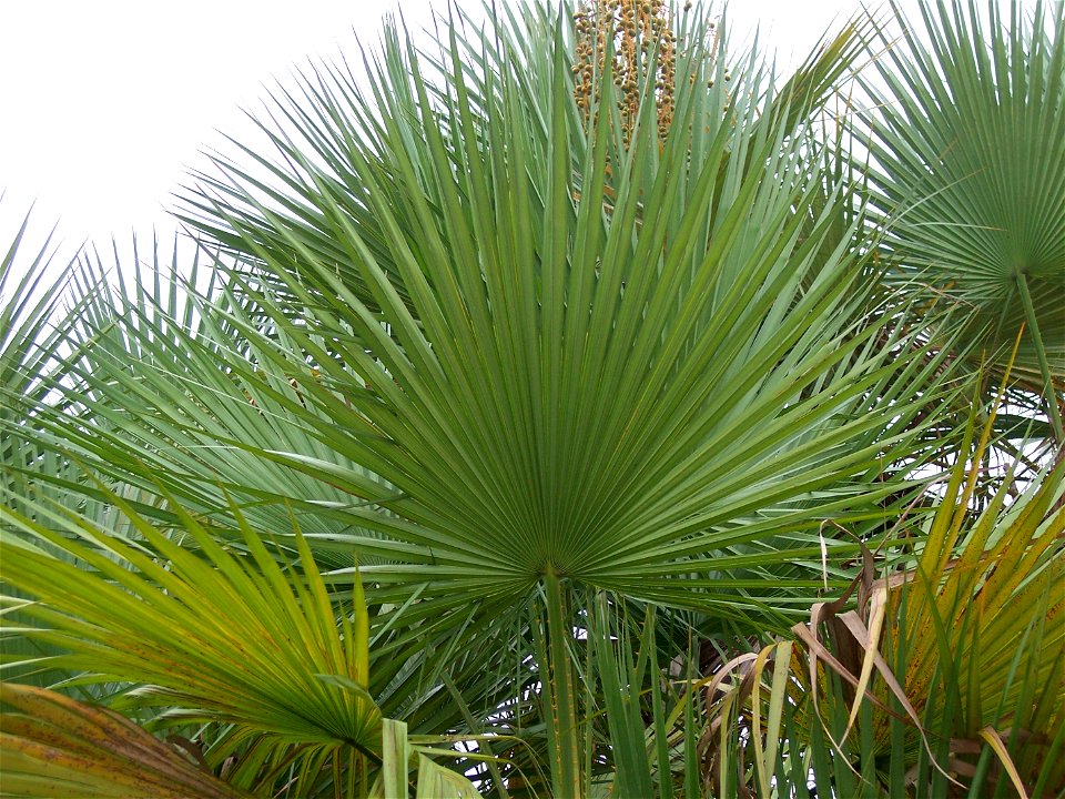 — Everglades palm, Silver saw palmetto; foliage. 
In Tampa, Florida.