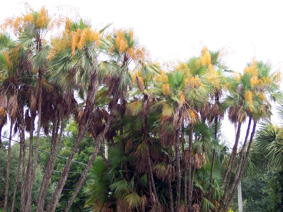 Two large clusters of fruiting  — Everglades palm, Silver saw palmetto. 
In Tampa, Florida.