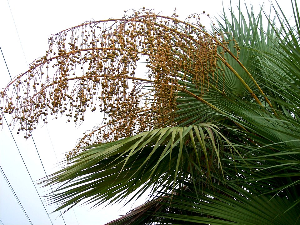A. wrightii fruit before blackening; Tampa, Fl