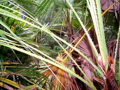 Petiole spines. photo