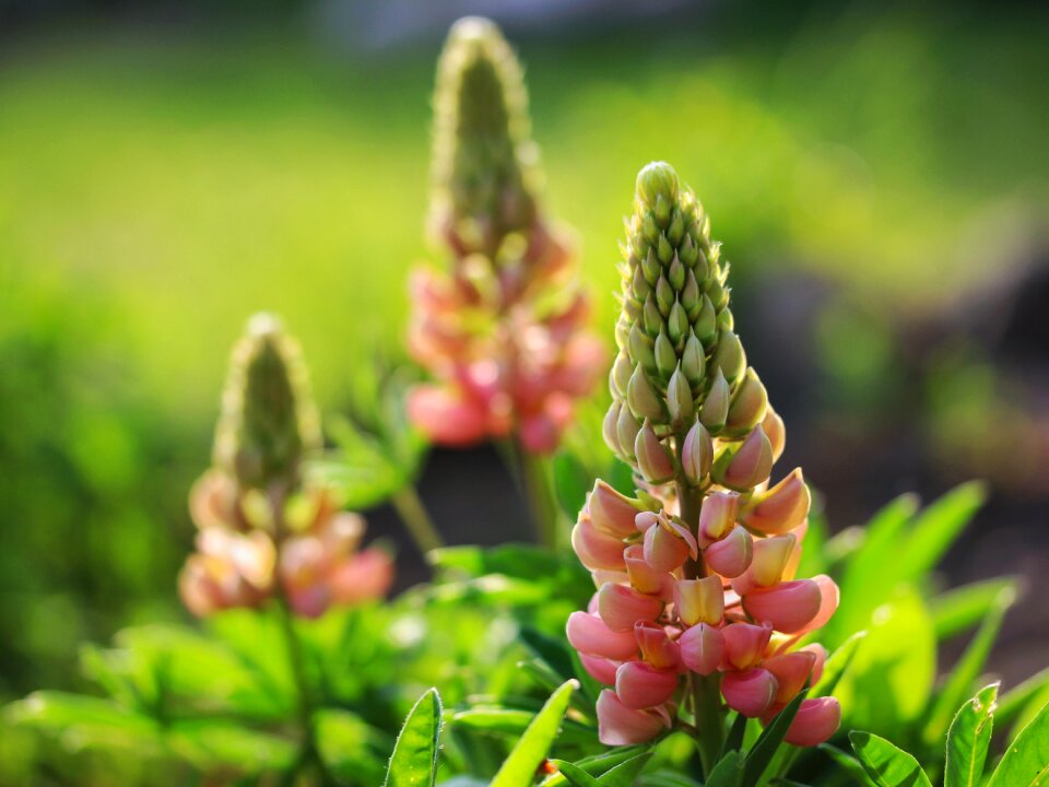 Pink garden floral