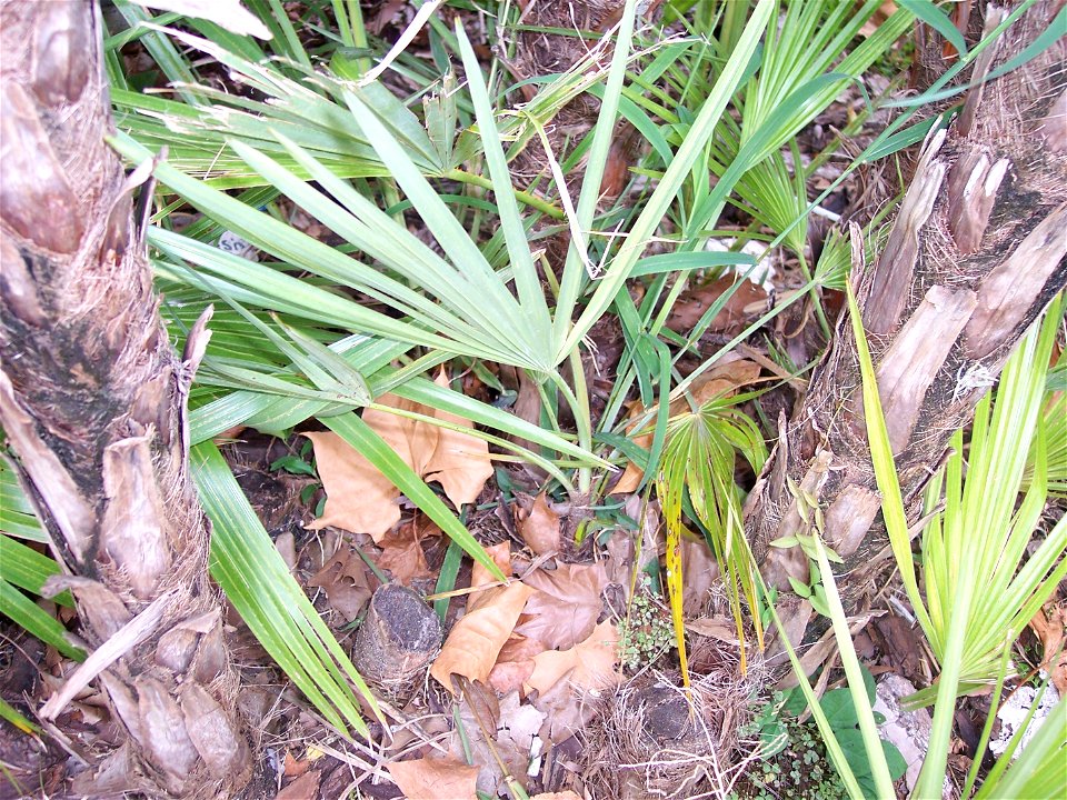 Two trunks and a ground-level young sprout emerging from a stem