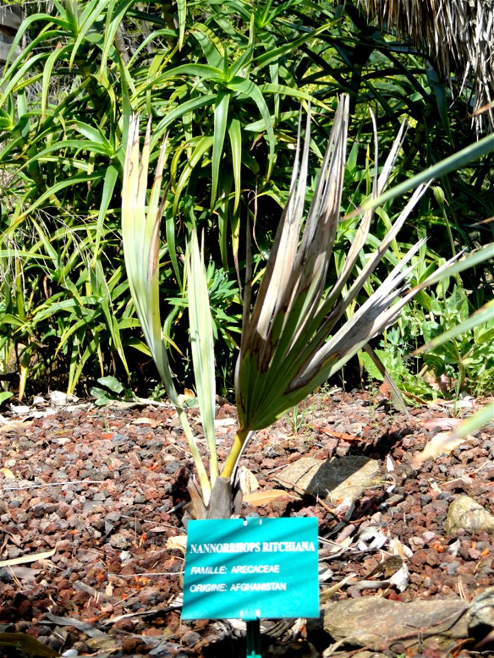 Nannorrhops ritchiana specimen in the Jardin d'oiseaux tropicaux, La Londe-les-Maures, France.