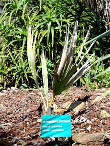Nannorrhops ritchiana specimen in the Jardin d'oiseaux tropicaux, La Londe-les-Maures, France.