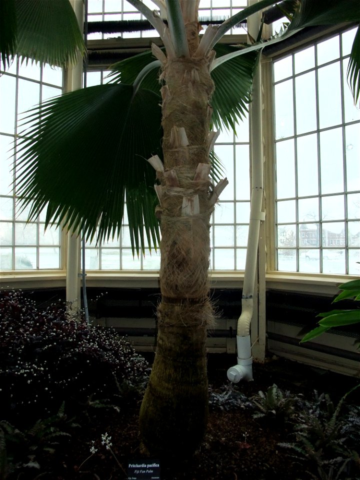 A photograph of Pritchardia pacifica.