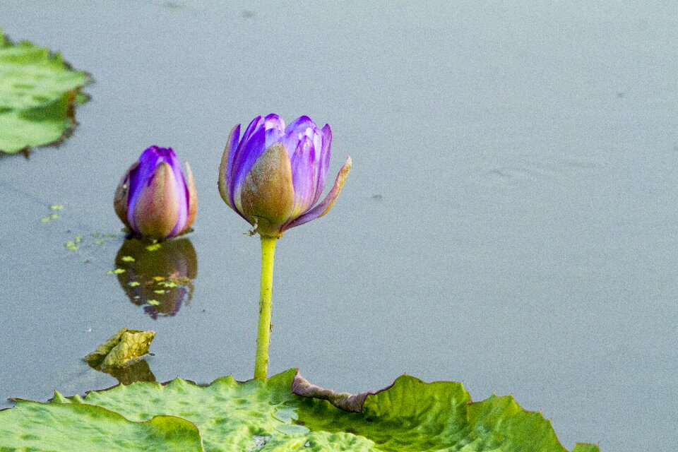 Lotus leaf summer flowers