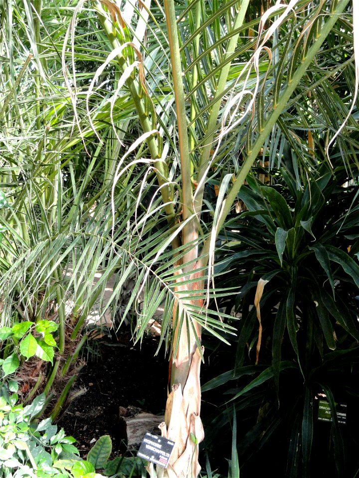 Hyophorbe verschaffeltii specimen in the Jardin Botanique de Lyon, Parc de la Tête d'Or, Lyon, France.