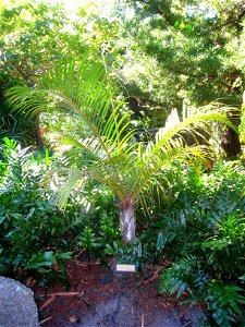 Miami Beach Botanical Garden, Miami Beach, Florida, USA.