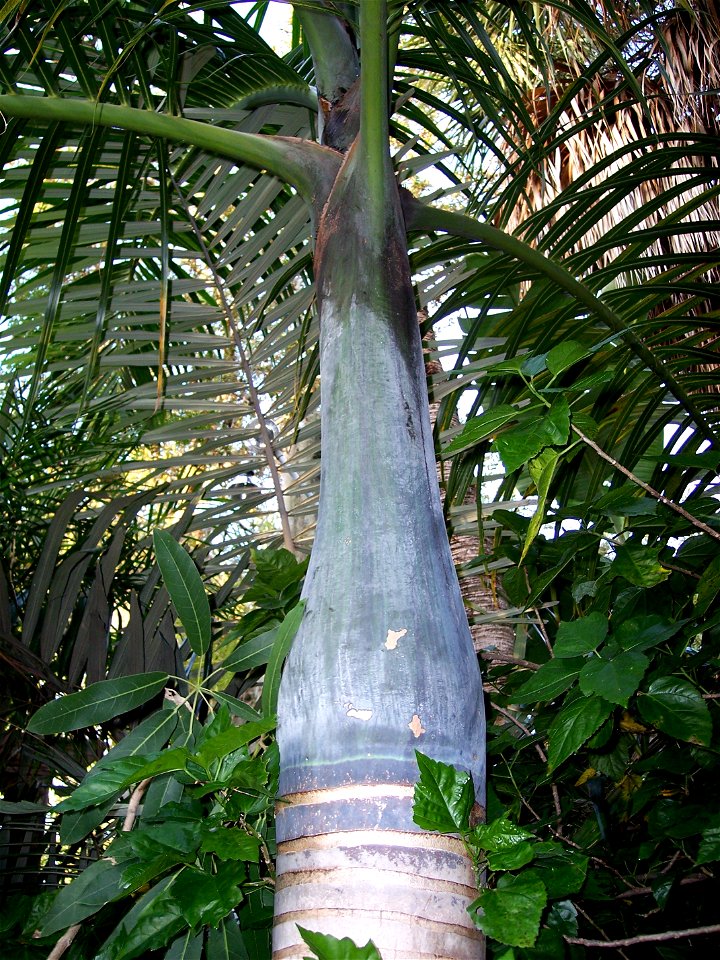 Trunk and crownshaft