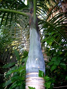Trunk and crownshaft