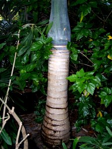 Spindle palm trunk.  Tampa, Florida