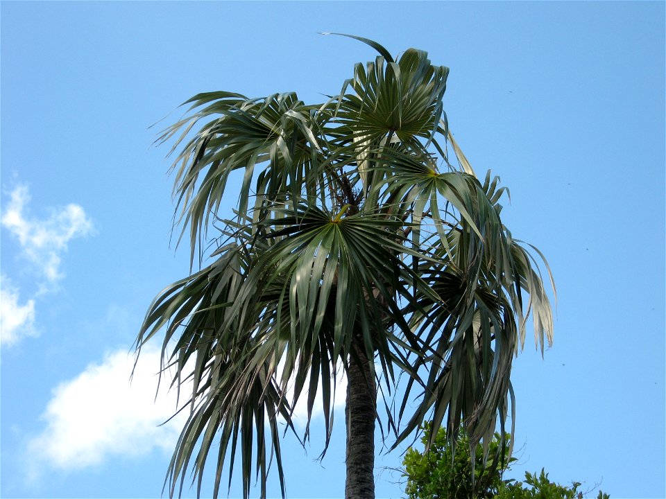 Coccothrinax argentata, Bahia Honda Key, Monroe County, Florida.
