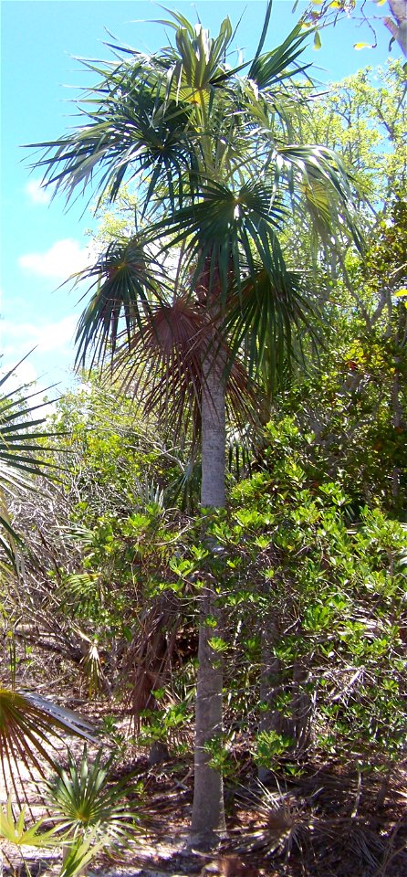 Coccothrinax argentata. Bahia Honda Key, Florida.