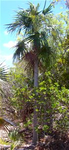 Coccothrinax argentata. Bahia Honda Key, Florida.