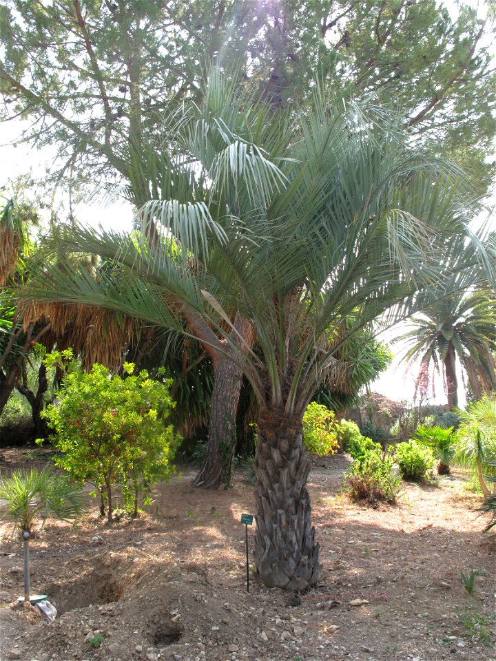 Palmtree Butia yatay in the garden of the villa Maria Serena in Menton (Alpes-Maritimes, France). Identified by botanic label.