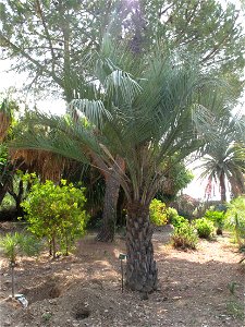 Palmtree Butia yatay in the garden of the villa Maria Serena in Menton (Alpes-Maritimes, France). Identified by botanic label.