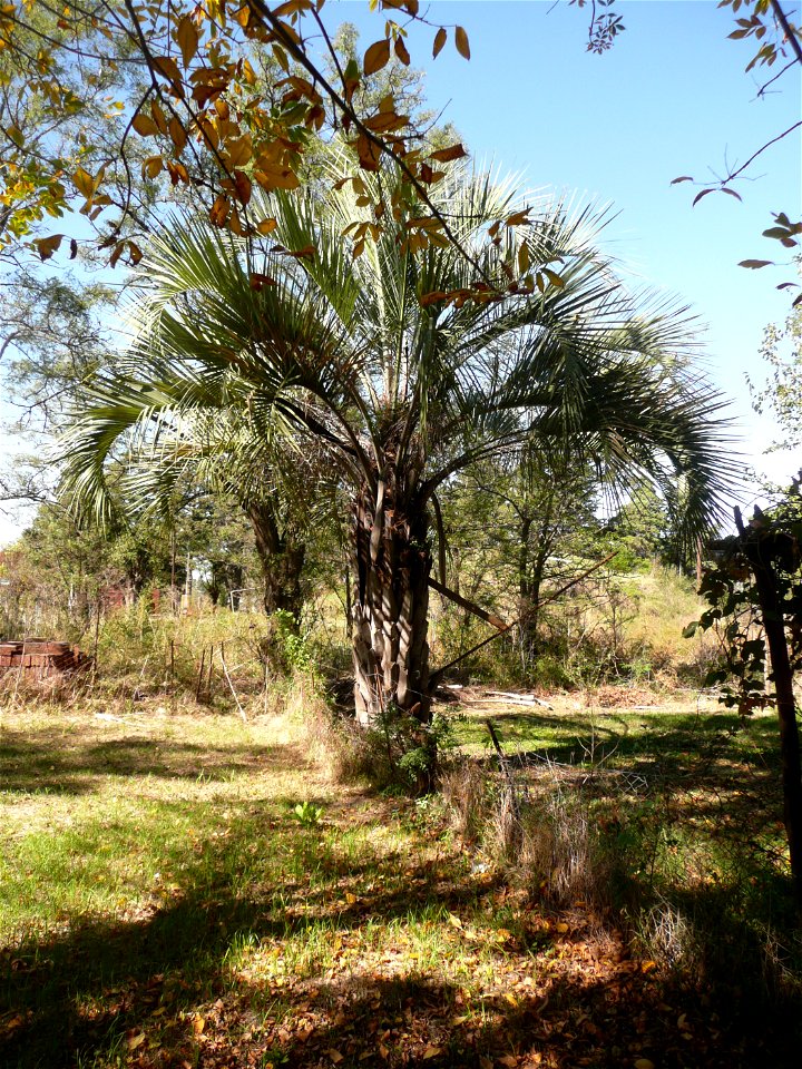 Probablemente Butia yatay. Los frutos no son los típicos de la especie, son más redondeados y con muescas. 
Guía de campo: Elsa Leonor Cabral, Marcelo Castro. 2007. Palmeras argentinas, guía para el r