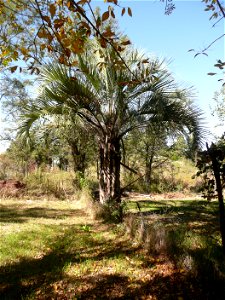 Probablemente Butia yatay. Los frutos no son los típicos de la especie, son más redondeados y con muescas. 
Guía de campo: Elsa Leonor Cabral, Marcelo Castro. 2007. Palmeras argentinas, guía para el r