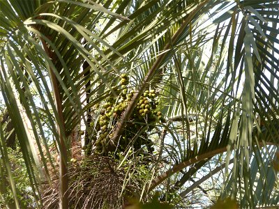 Probablemente Butia yatay. Los frutos no son los típicos de la especie, son más redondeados y con muescas. 
Guía de campo: Elsa Leonor Cabral, Marcelo Castro. 2007. Palmeras argentinas, guía para el r