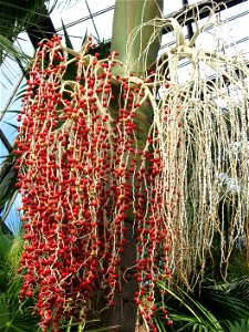 A picture of the fruit of Butia paraguayensis. photo