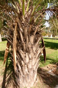 Palm in Fortín Olavarría, Buenos Aires, Argentina.