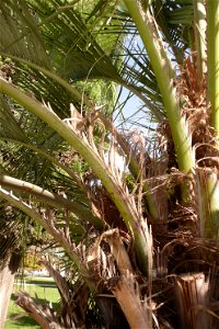 Palm in Fortín Olavarría, Buenos Aires, Argentina.