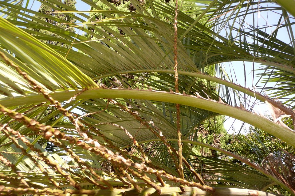 Palm in Fortín Olavarría, Buenos Aires, Argentina.