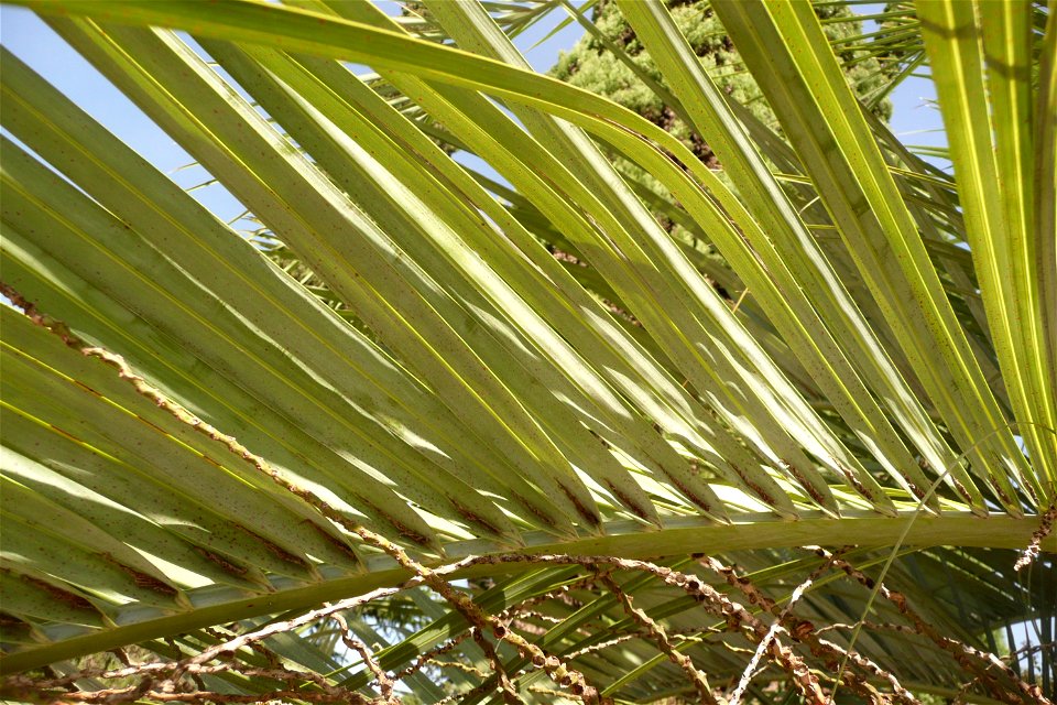 Palm in Fortín Olavarría, Buenos Aires, Argentina.