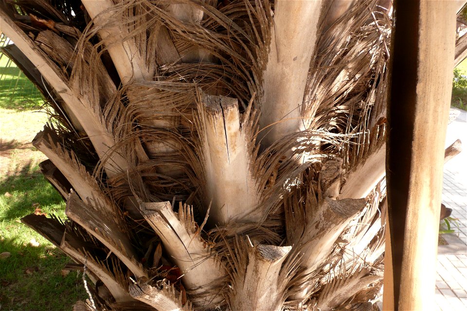 Palm in Fortín Olavarría, Buenos Aires, Argentina.