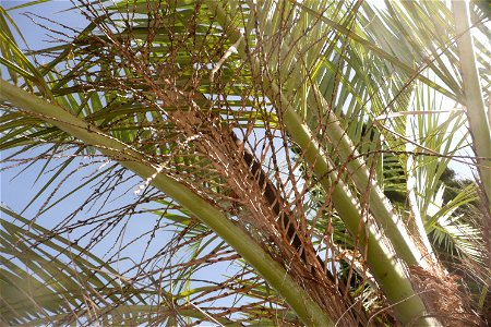 Palm in Fortín Olavarría, Buenos Aires, Argentina.